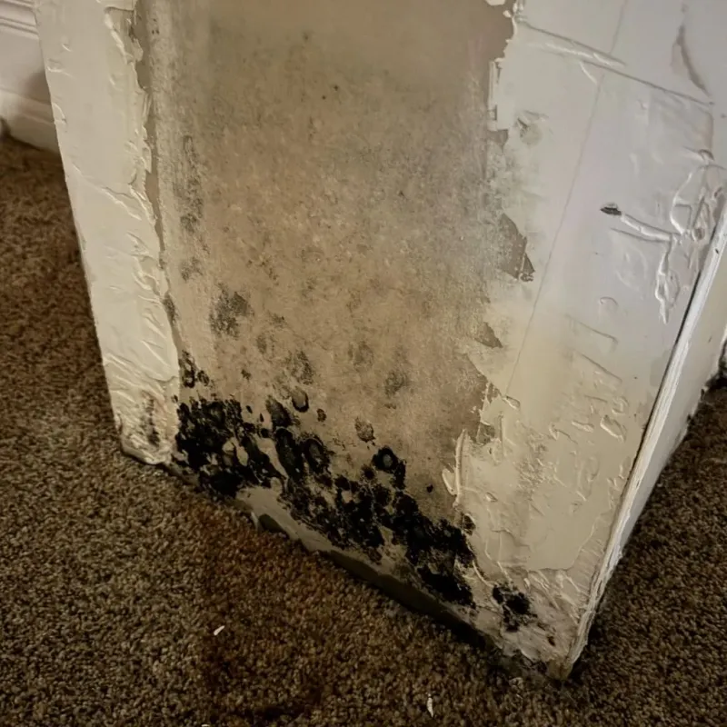 Professional Mold Removal in New Castle County, DE